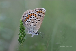 <p>MODRÁSEK ČERNOLEMÝ (Plebejus argus) Mladá Boleslav - Radouč --- /Silver-studded blue - Geißklee-Bläuling/</p>